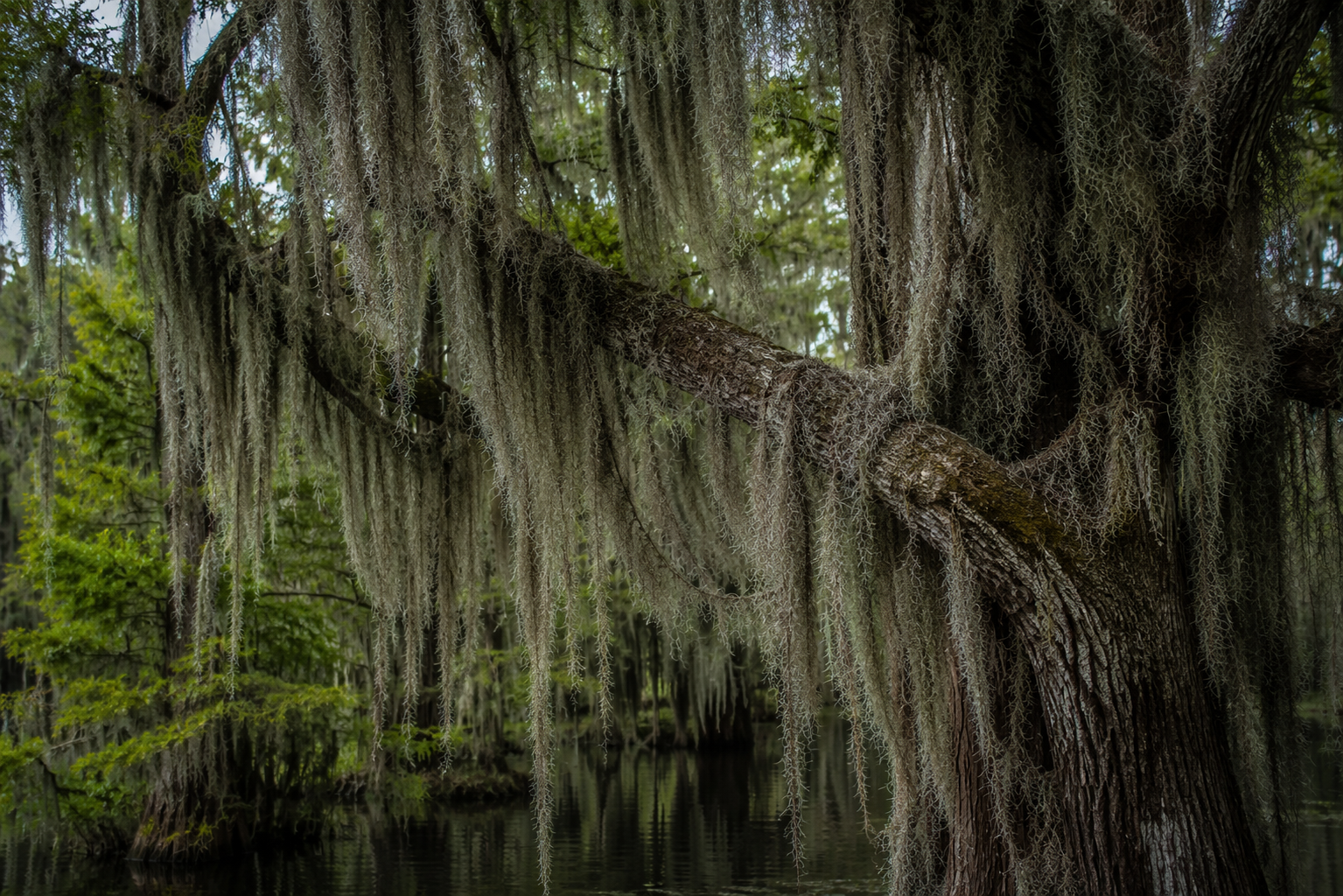 Spanish moss
