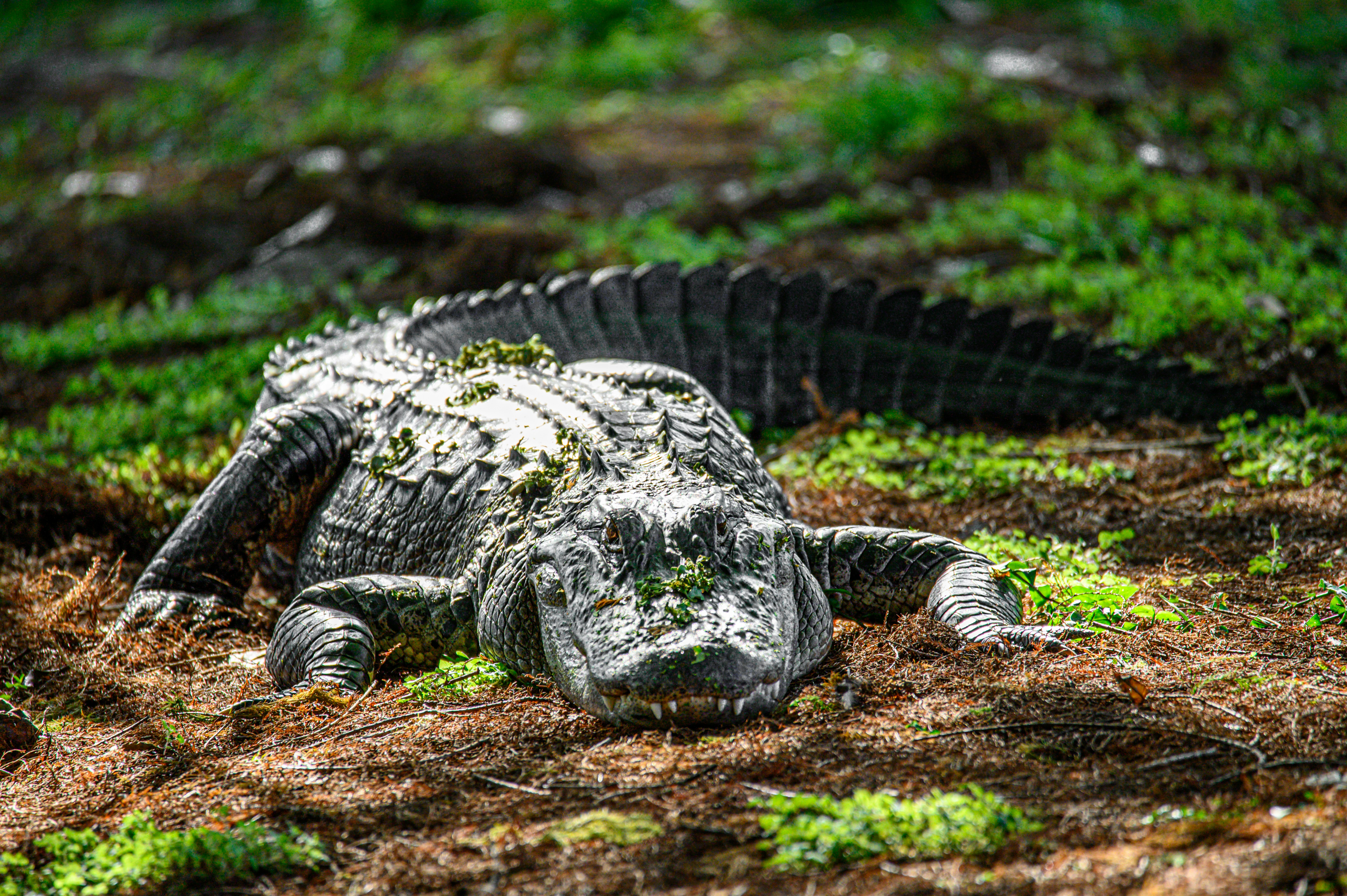 Cápák, aligátorok és lamantinok: Florida vad arca