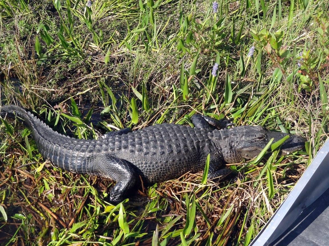 aligator florida