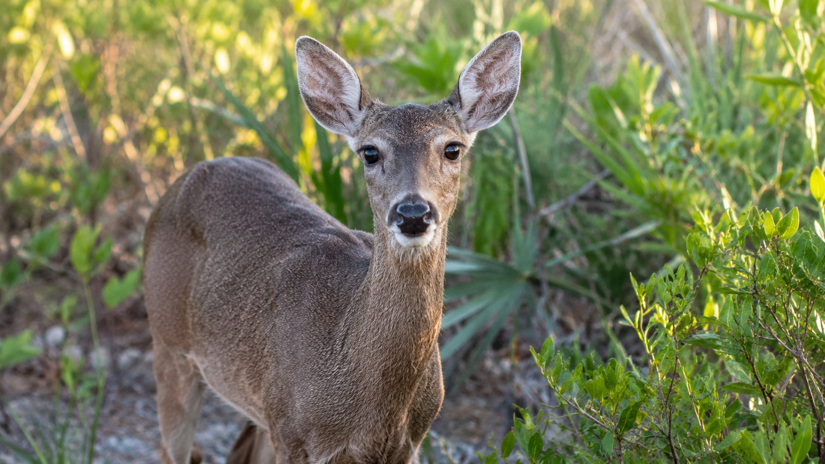 Calm deer in a wooded habitat